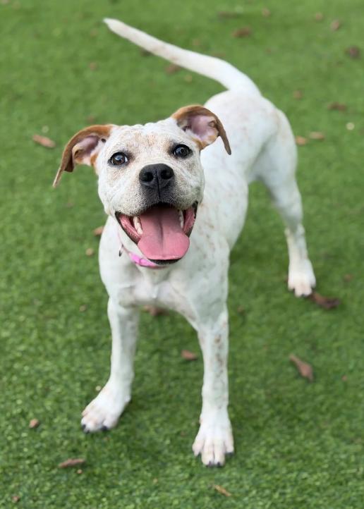Louise, Adoptable, Young Female Cattle Dog.