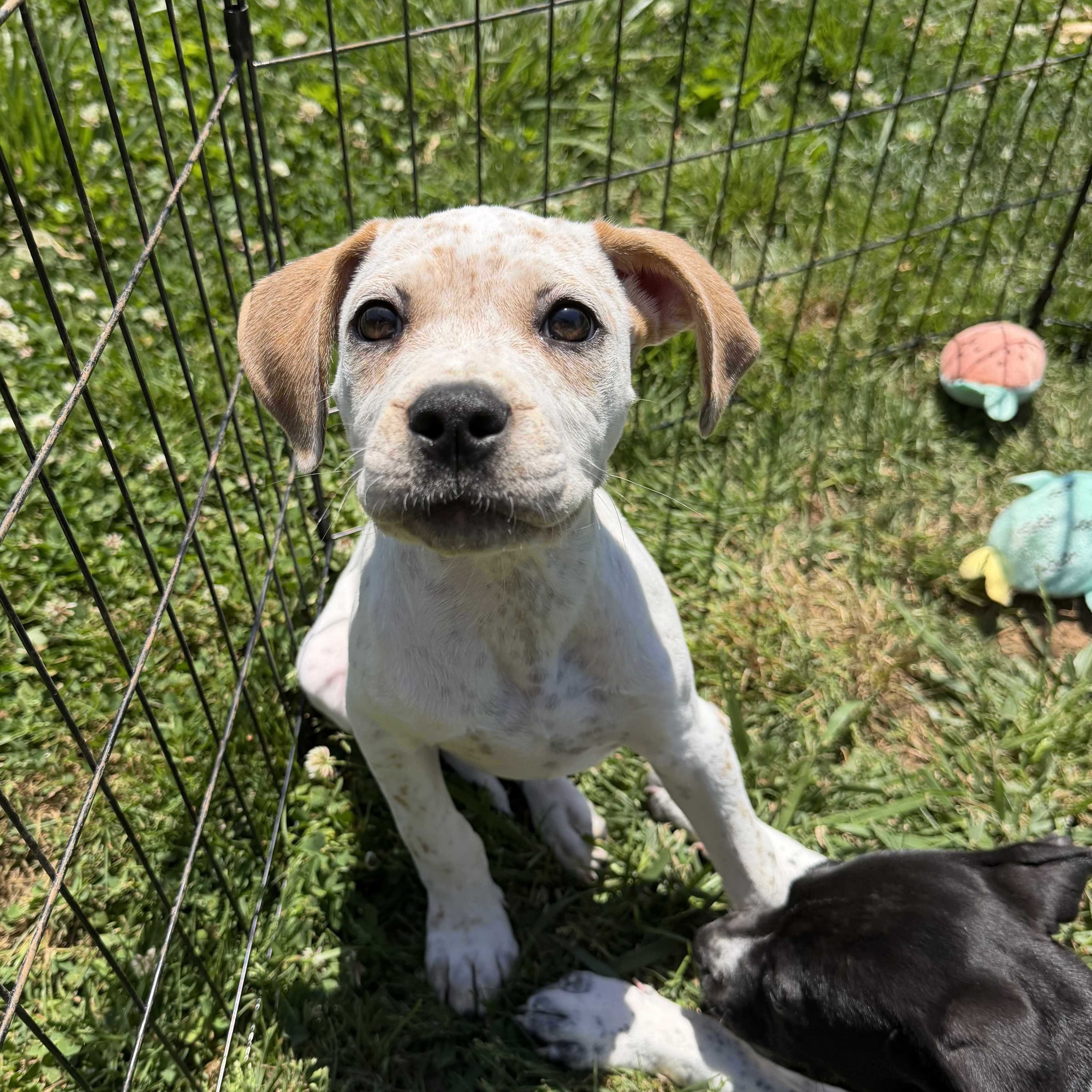 Louise, a Adoptable mixed breed in Smyrna, TN image 3/4