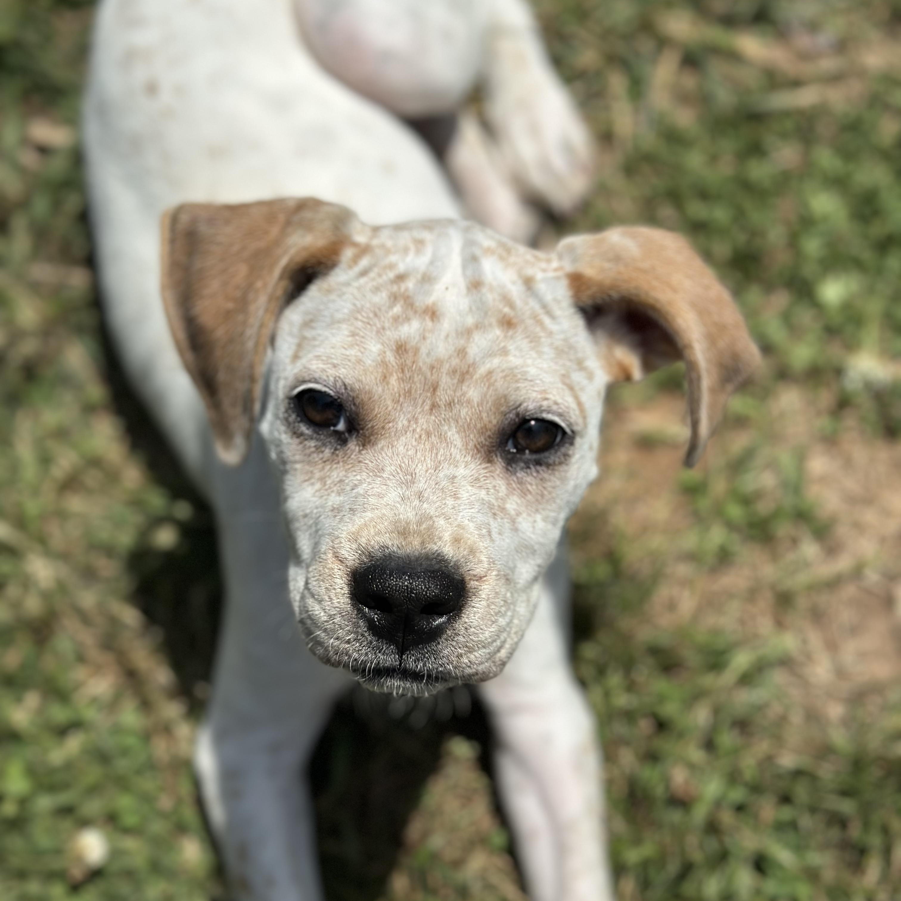 Louise, a Adoptable mixed breed in Smyrna, TN image 1/4