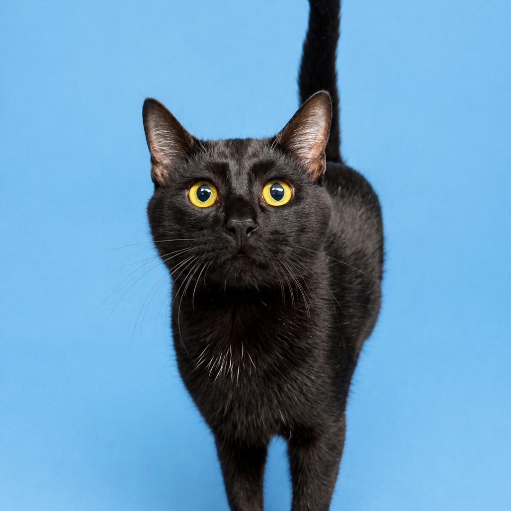 River, Adoptable, Young Male Domestic Short Hair.