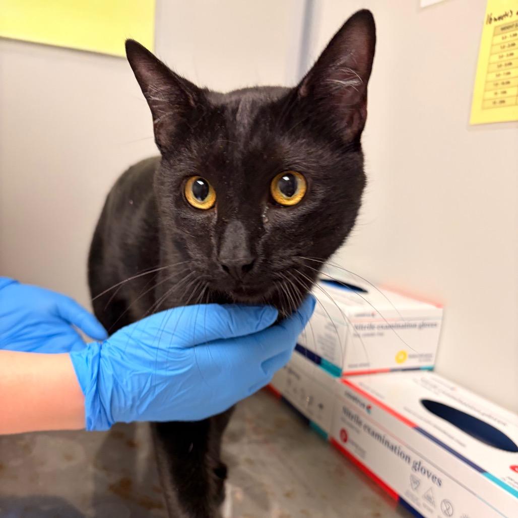 Enlarge River, a Adoptable Domestic Short Hair in Concord, NC image 2/2