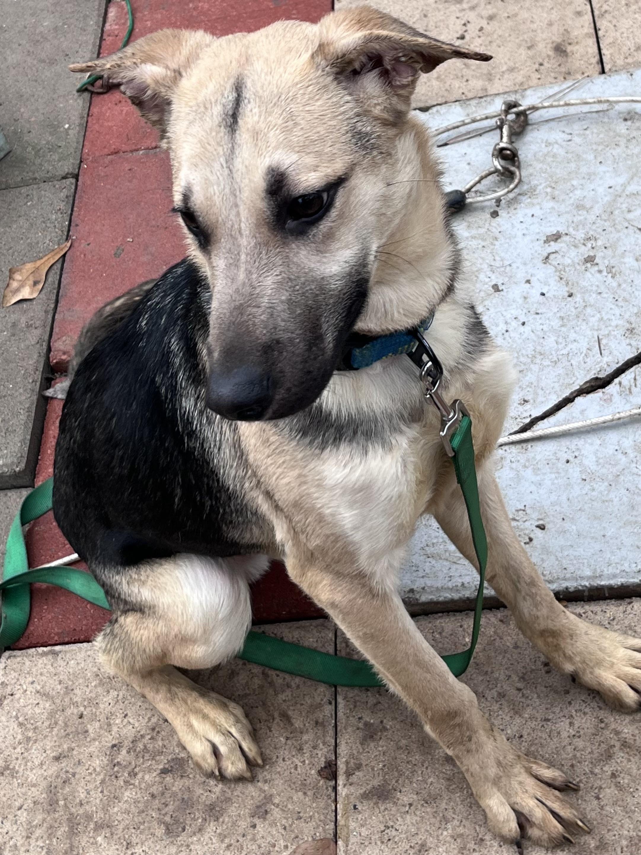 Enlarge Rudi, a ADOPTABLE German Shepherd Dog in New Caney, TX image 3/4