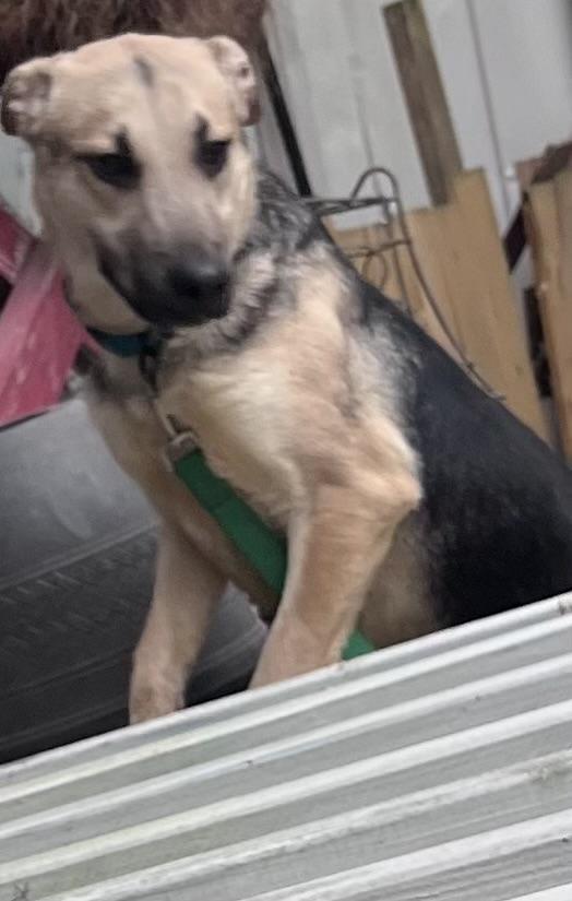 Enlarge Rudi, a ADOPTABLE German Shepherd Dog in New Caney, TX image 4/4