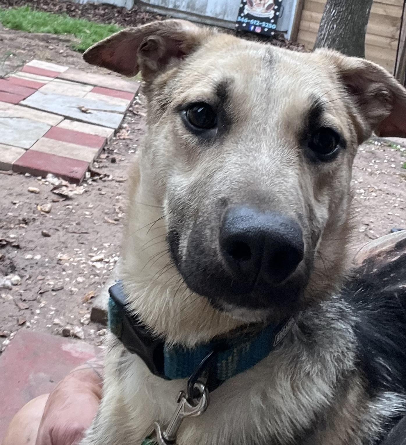 Rudi, ADOPTABLE, Young Male German Shepherd Dog.