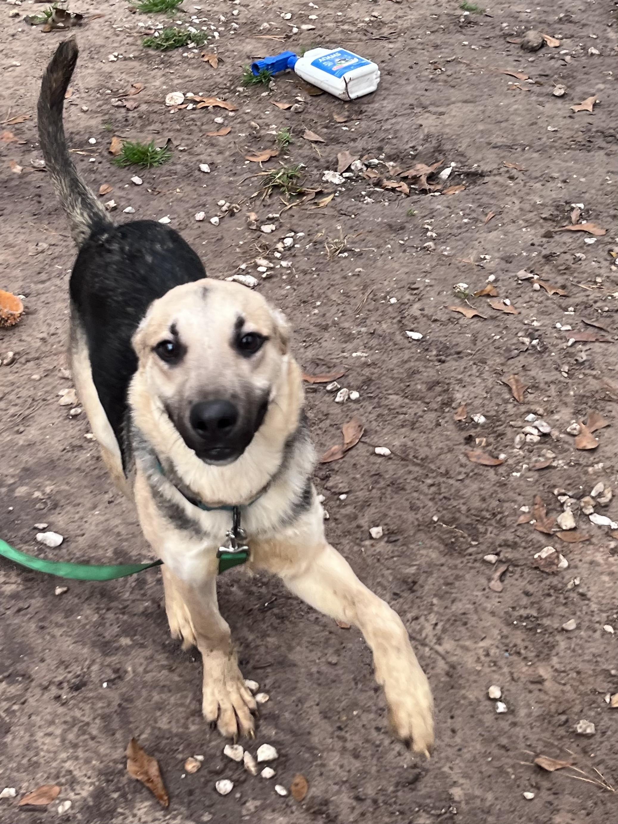 Enlarge Rudi, a ADOPTABLE German Shepherd Dog in New Caney, TX image 2/4