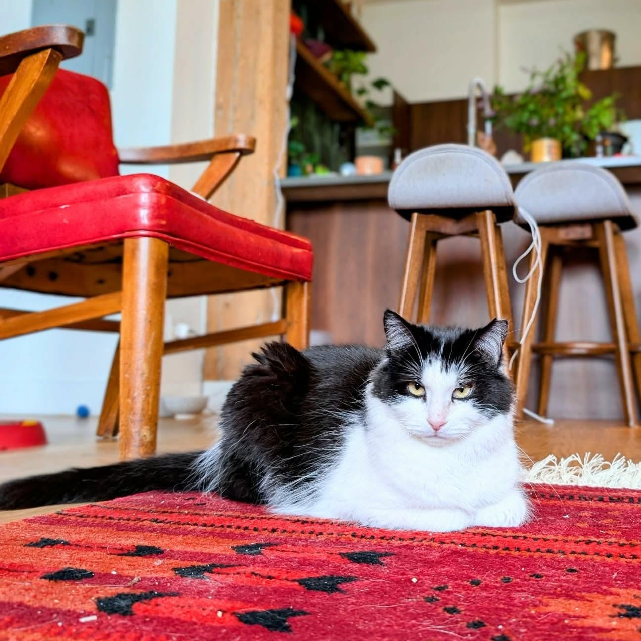 Enlarge Kayla, an adoptable Domestic Medium Hair in Terrebonne, QC image 5/6
