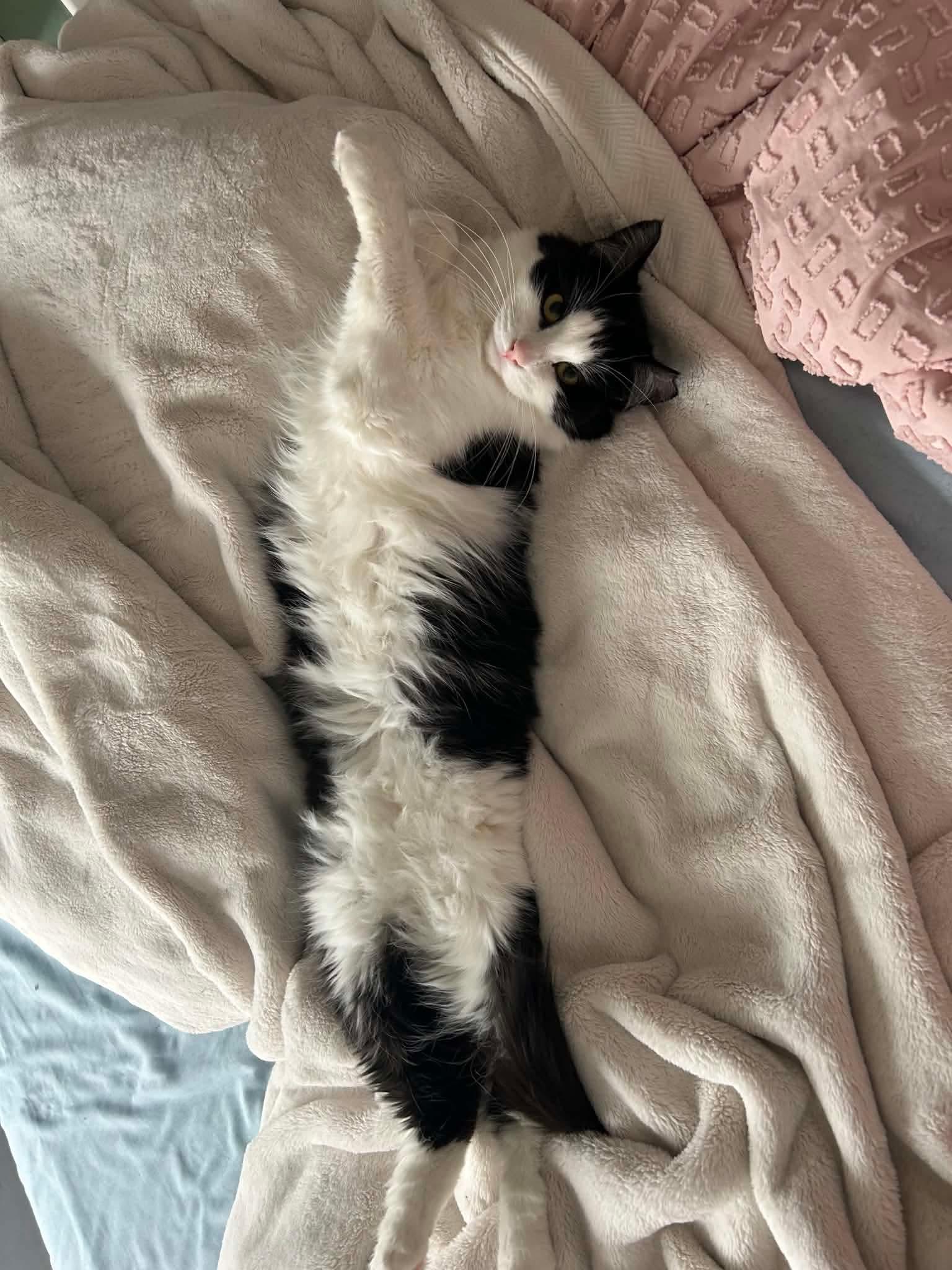Enlarge Kayla, an adoptable Domestic Medium Hair in Terrebonne, QC image 4/6