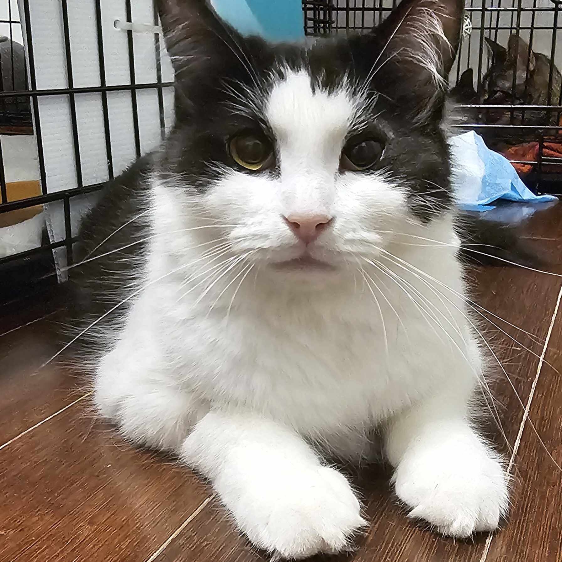 Enlarge Kayla, an adoptable Domestic Medium Hair in Terrebonne, QC image 2/6