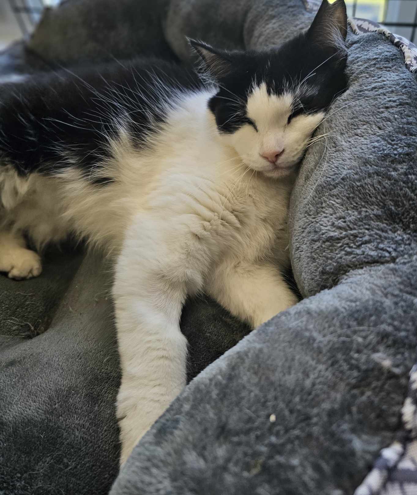 Kayla, adoptable, Adult Female Domestic Medium Hair.