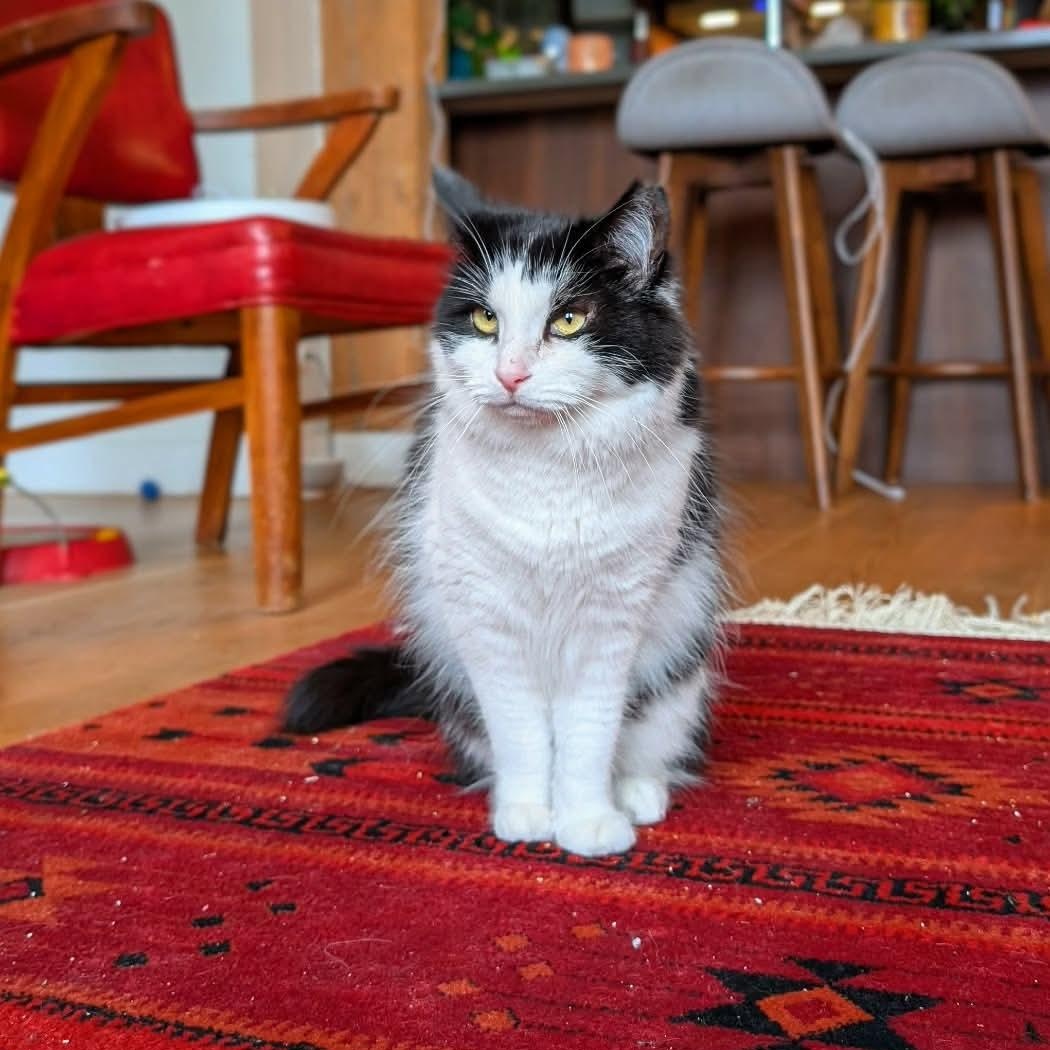 Enlarge Kayla, an adoptable Domestic Medium Hair in Terrebonne, QC image 6/6