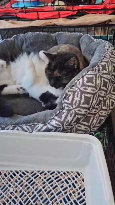 Enlarge Kayla, an adoptable Domestic Medium Hair in Terrebonne, QC video 3/6