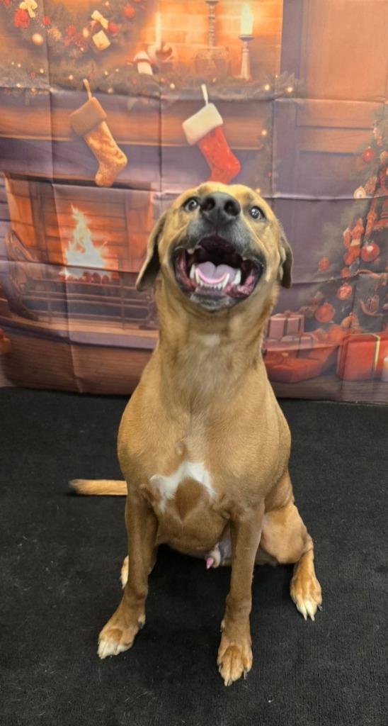 Enlarge Davey (Caspian), a Adoptable mixed breed in Murphysboro, IL image 2/6