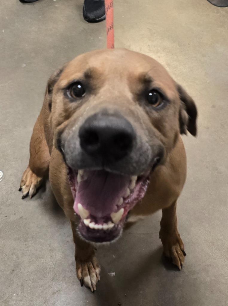 Enlarge Davey (Caspian), a Adoptable mixed breed in Murphysboro, IL image 5/6