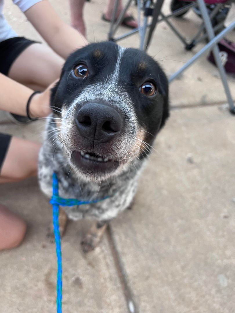 Nautica, Adopted, Young Female Cattle Dog.