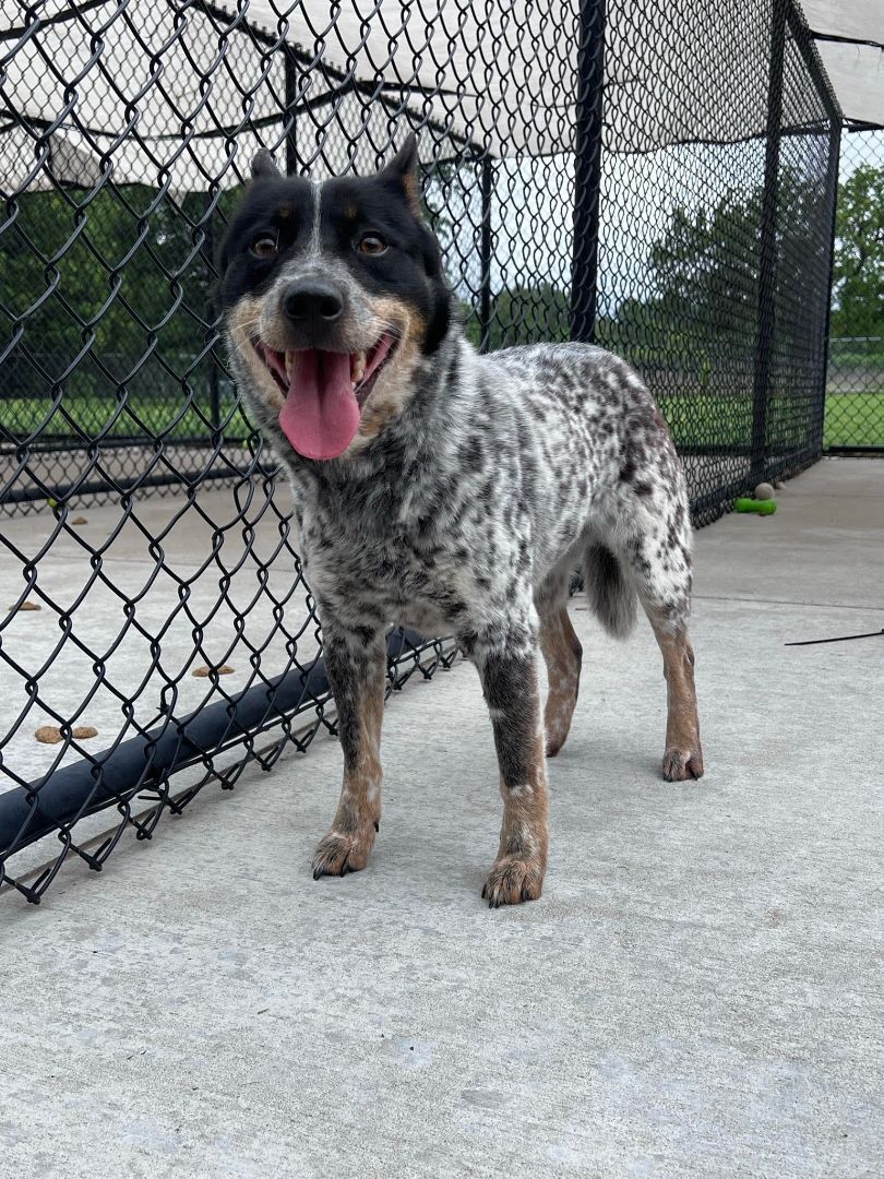 Enlarge Nautica, a Adopted Cattle Dog in Broken Arrow, OK image 2/11