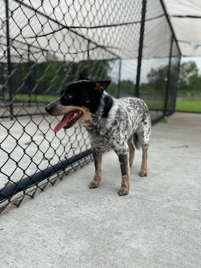 Enlarge Nautica, a Adopted Cattle Dog in Broken Arrow, OK image 3/11