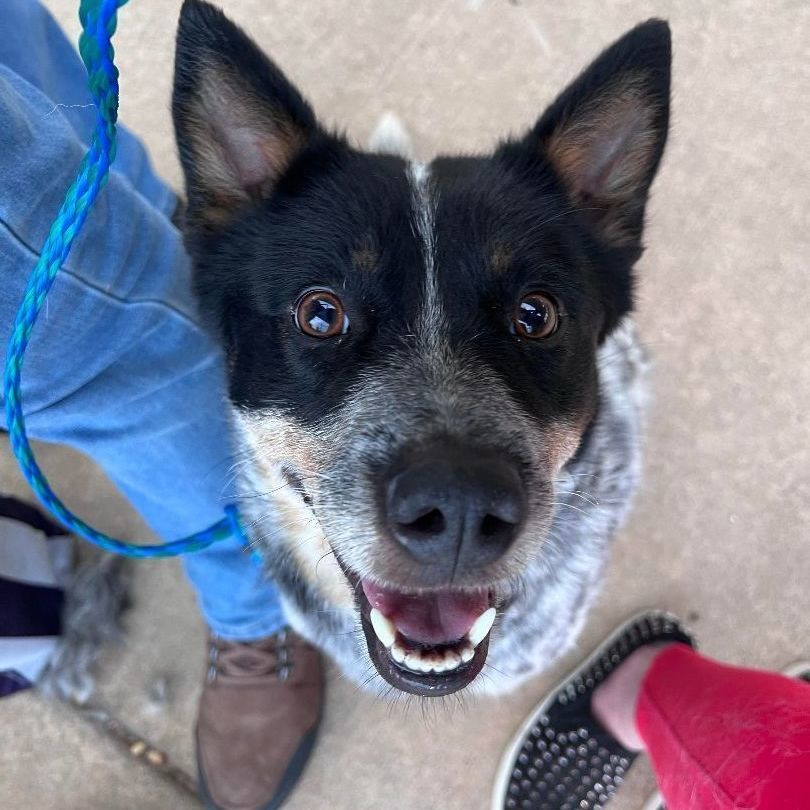 Enlarge Nautica, a Adopted Cattle Dog in Broken Arrow, OK image 4/11