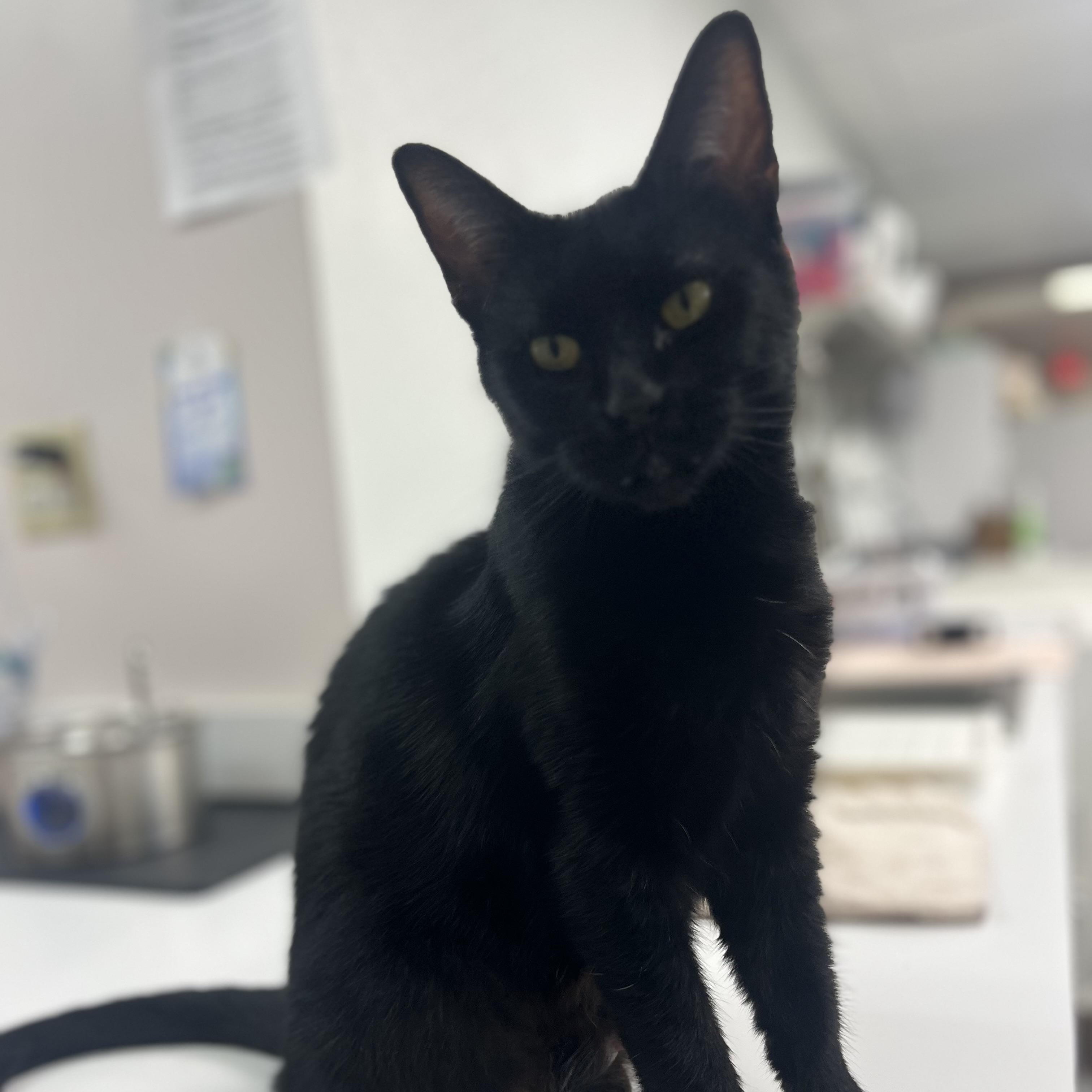 Enlarge Onyx, a Adoptable Domestic Short Hair in Grosse Ile, MI image 4/4