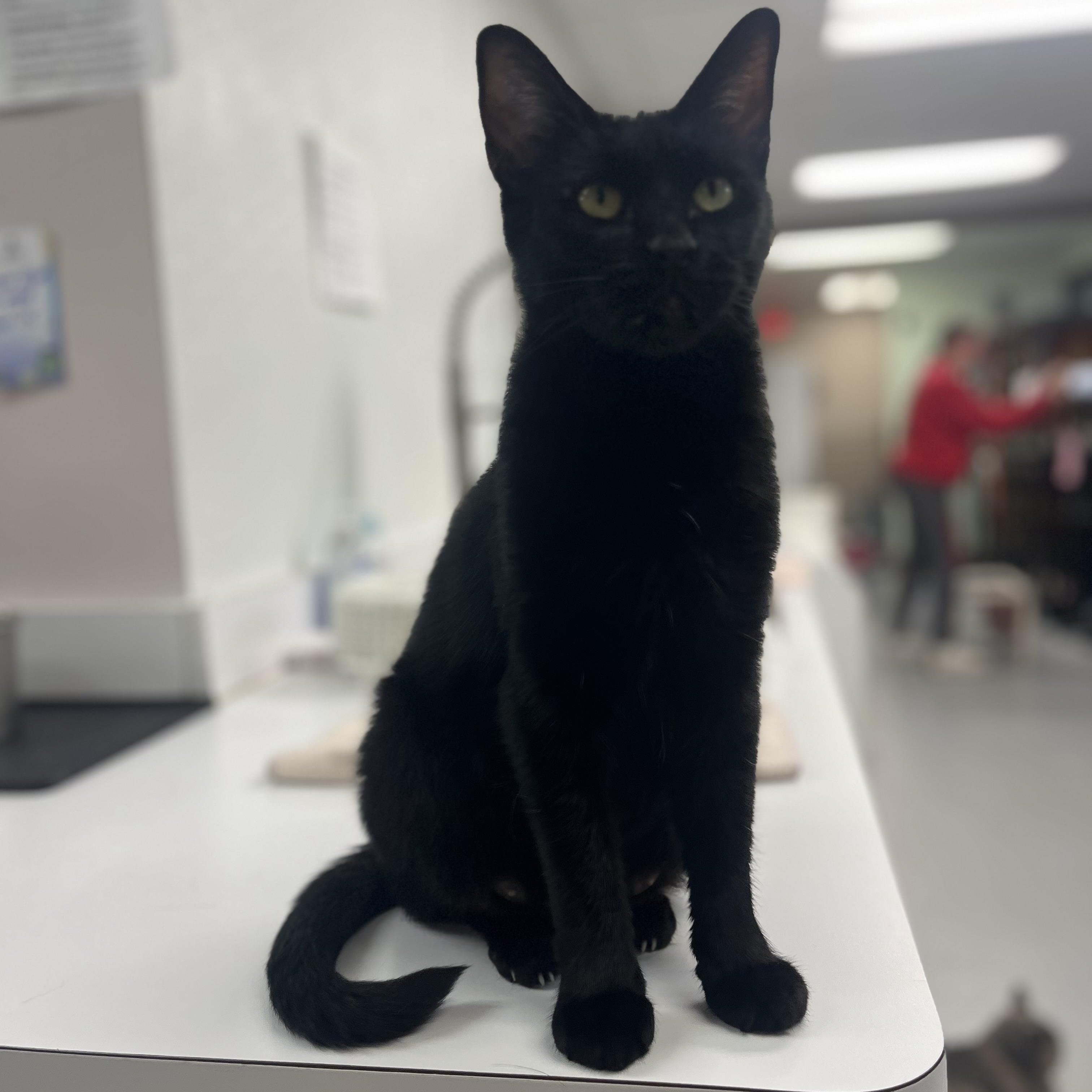 Enlarge Onyx, a Adoptable Domestic Short Hair in Grosse Ile, MI image 1/4