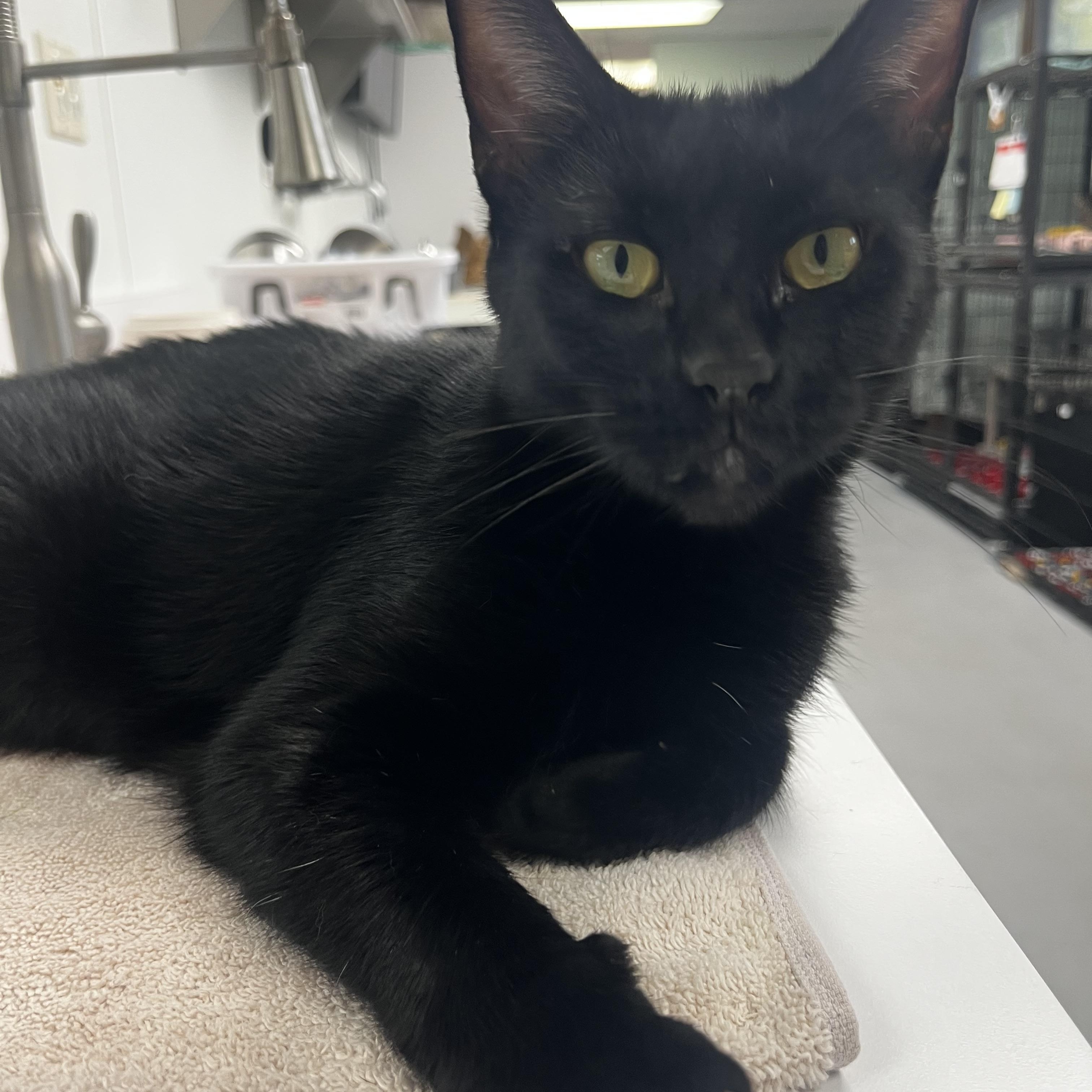 Enlarge Onyx, a Adoptable Domestic Short Hair in Grosse Ile, MI image 3/4
