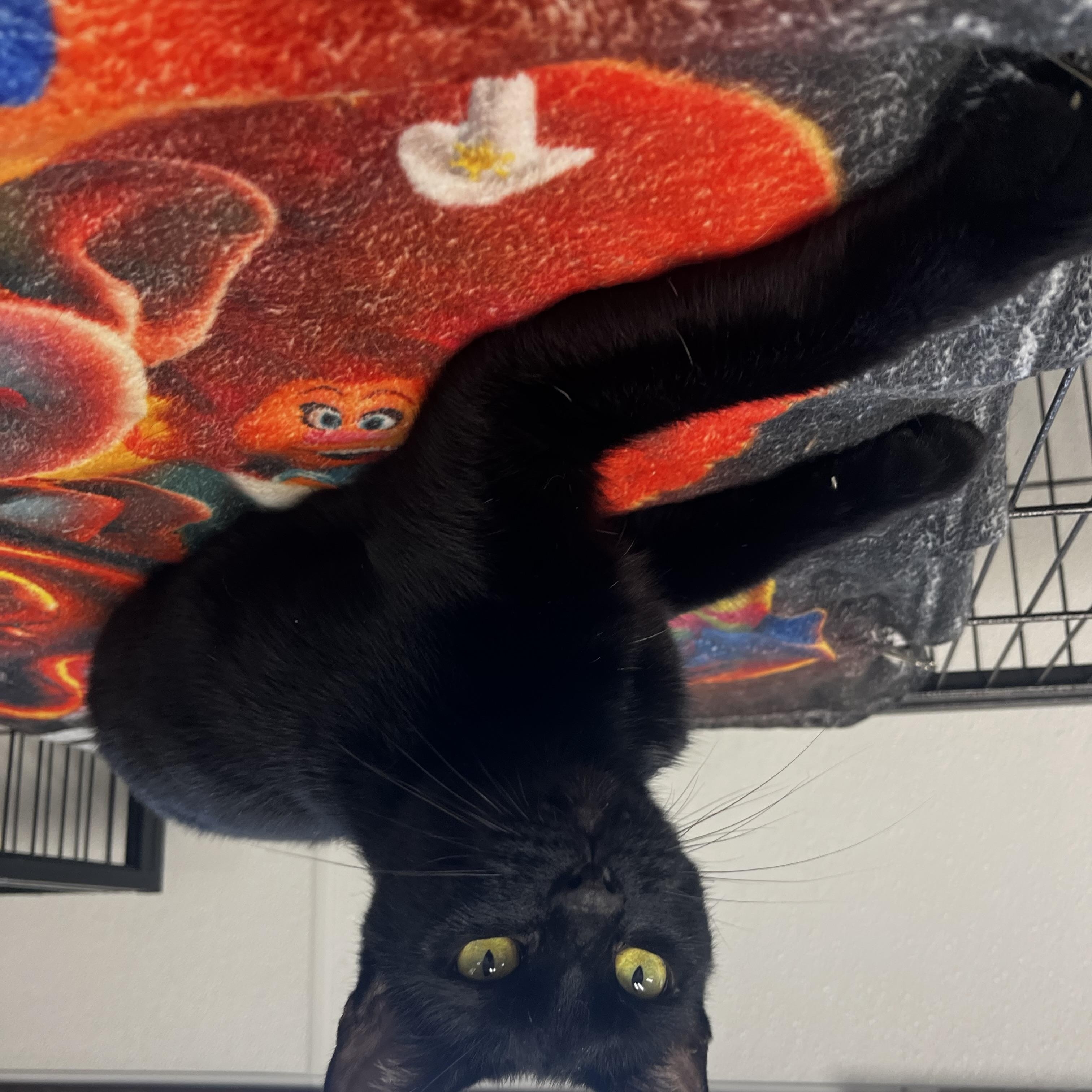 Enlarge Onyx, a Adoptable Domestic Short Hair in Grosse Ile, MI image 2/4