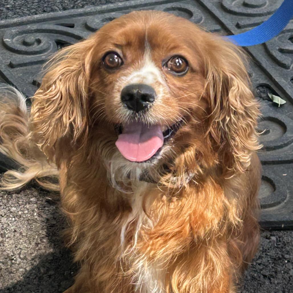 Cavalier King Charles Spaniels for Adoption in Upper Marlboro