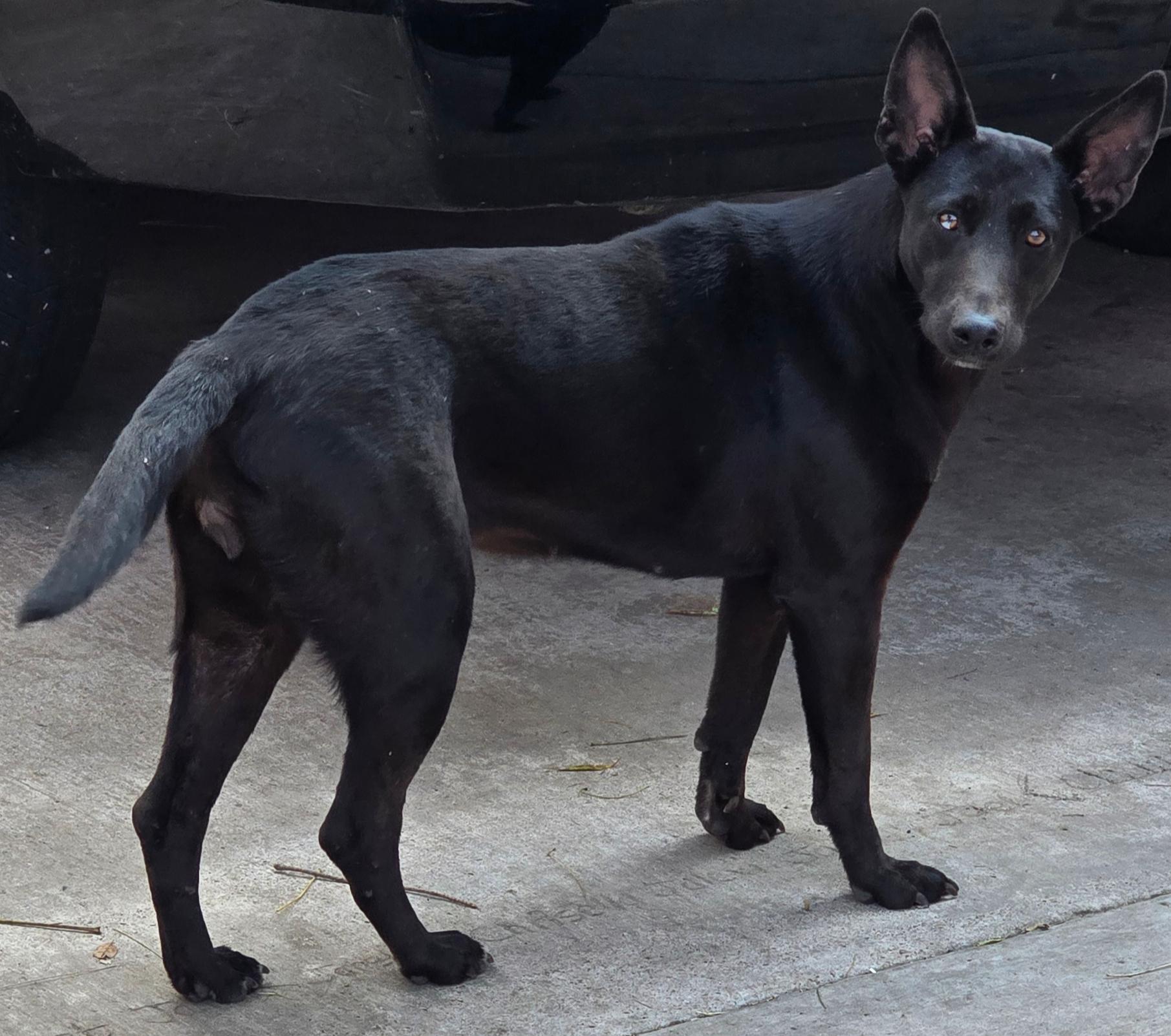 Enlarge Sphinx, a Adoptable mixed breed in Trenton, ON image 2/3