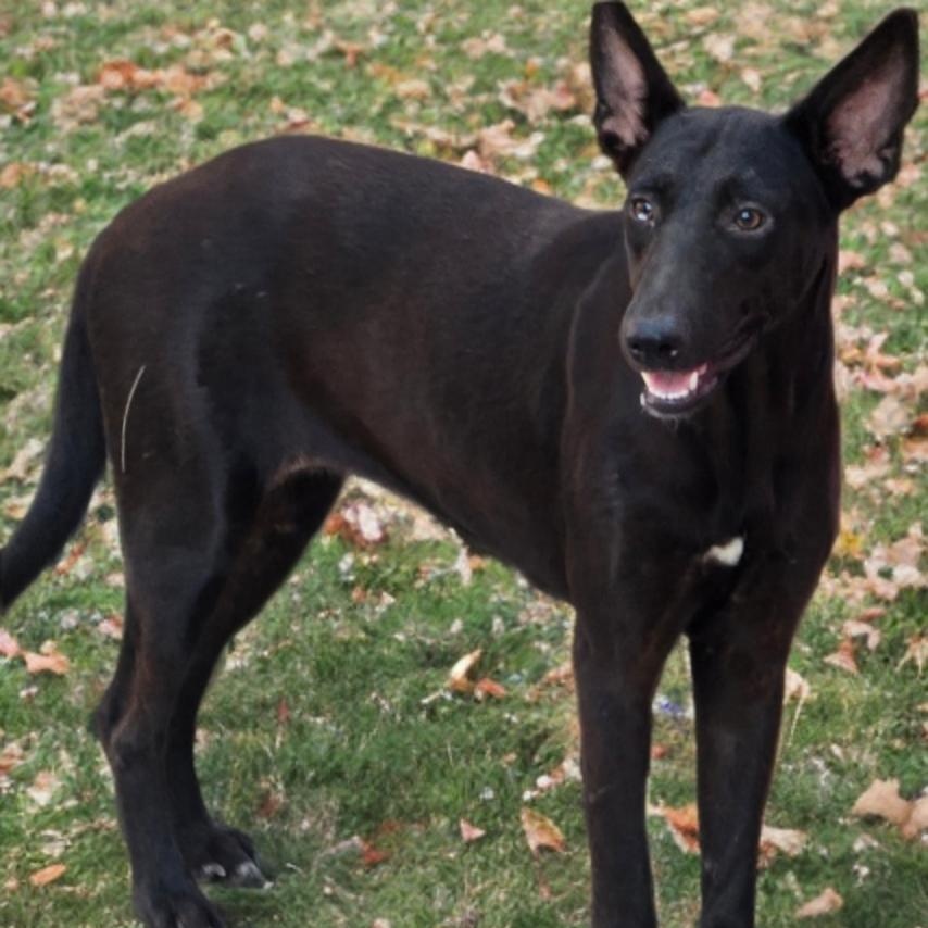 Enlarge Sphinx, a Adoptable mixed breed in Trenton, ON image 1/3