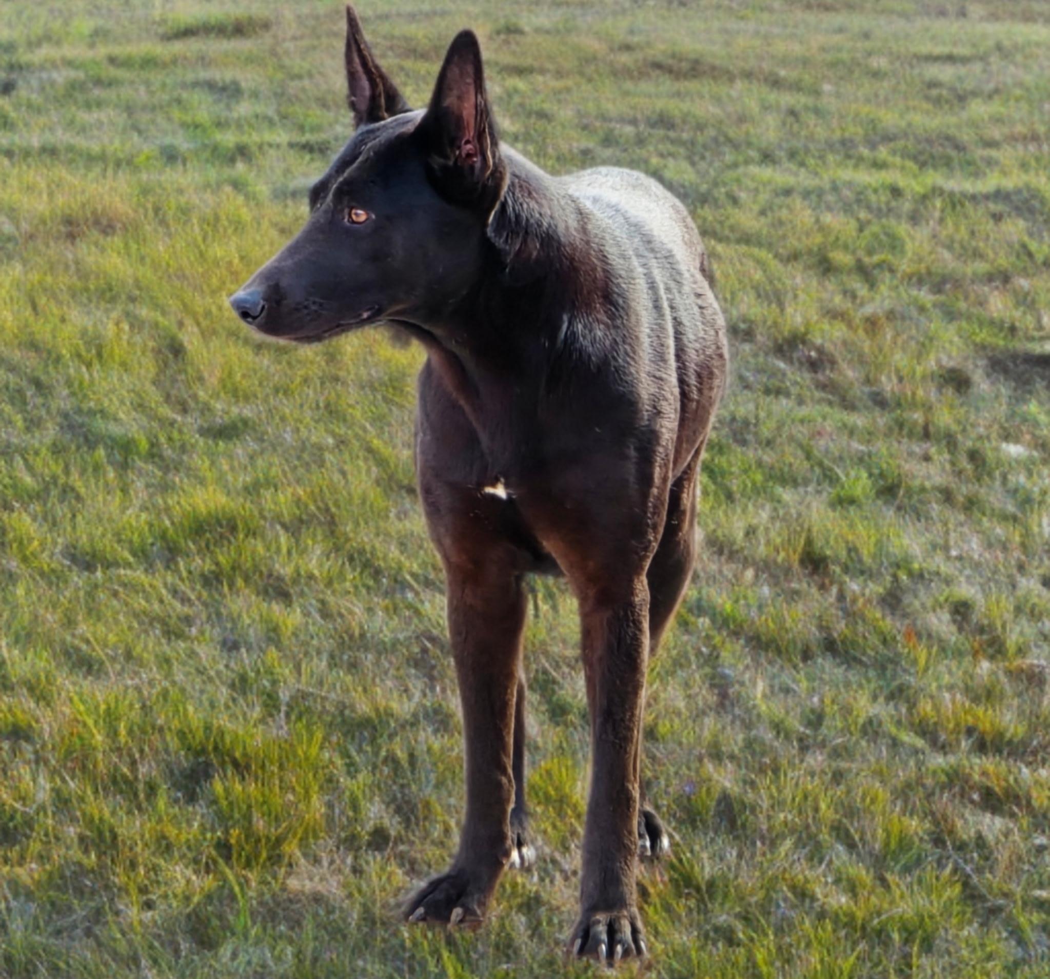Enlarge Sphinx, a Adoptable mixed breed in Trenton, ON image 3/3