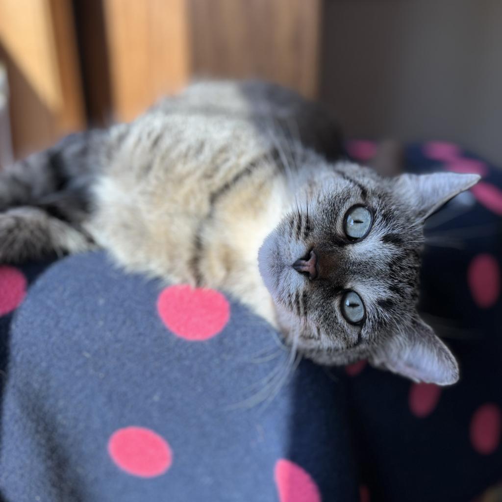 Dusty--In Foster***ADOPTION PENDING***, Adoptable, Adult Female Domestic Short Hair.