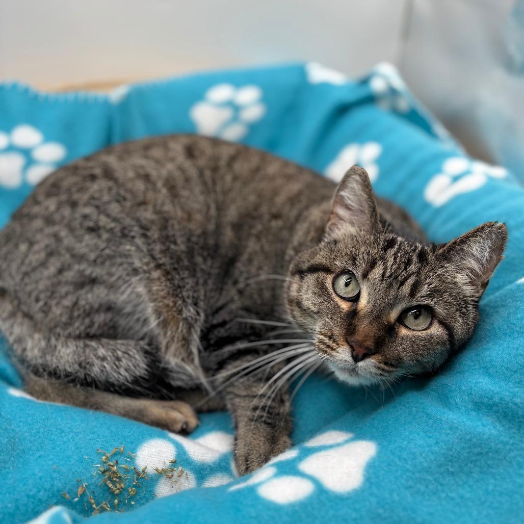 Enlarge Dusty--In Foster***ADOPTION PENDING***, a Adoptable Domestic Short Hair in Fargo, ND image 2/3