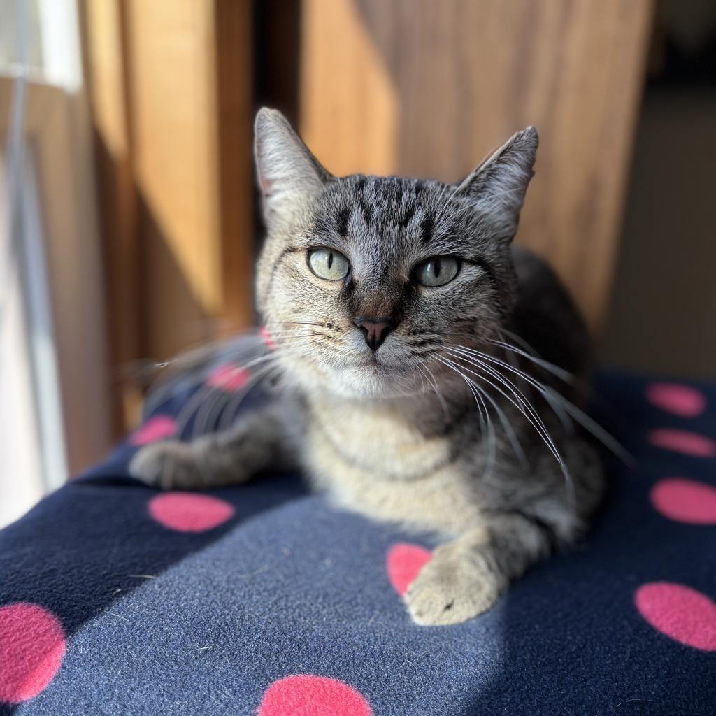 Enlarge Dusty--In Foster***ADOPTION PENDING***, a Adoptable Domestic Short Hair in Fargo, ND image 3/3