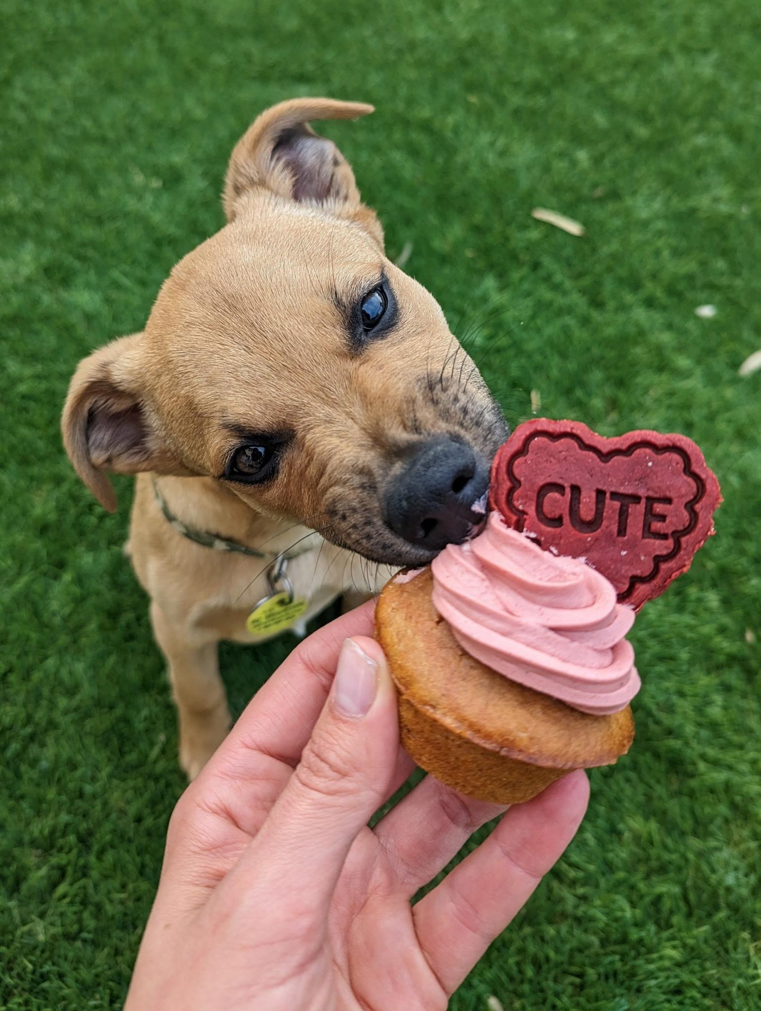 Enlarge Joey, a ADOPTABLE mixed breed in Peoria, AZ image 2/3