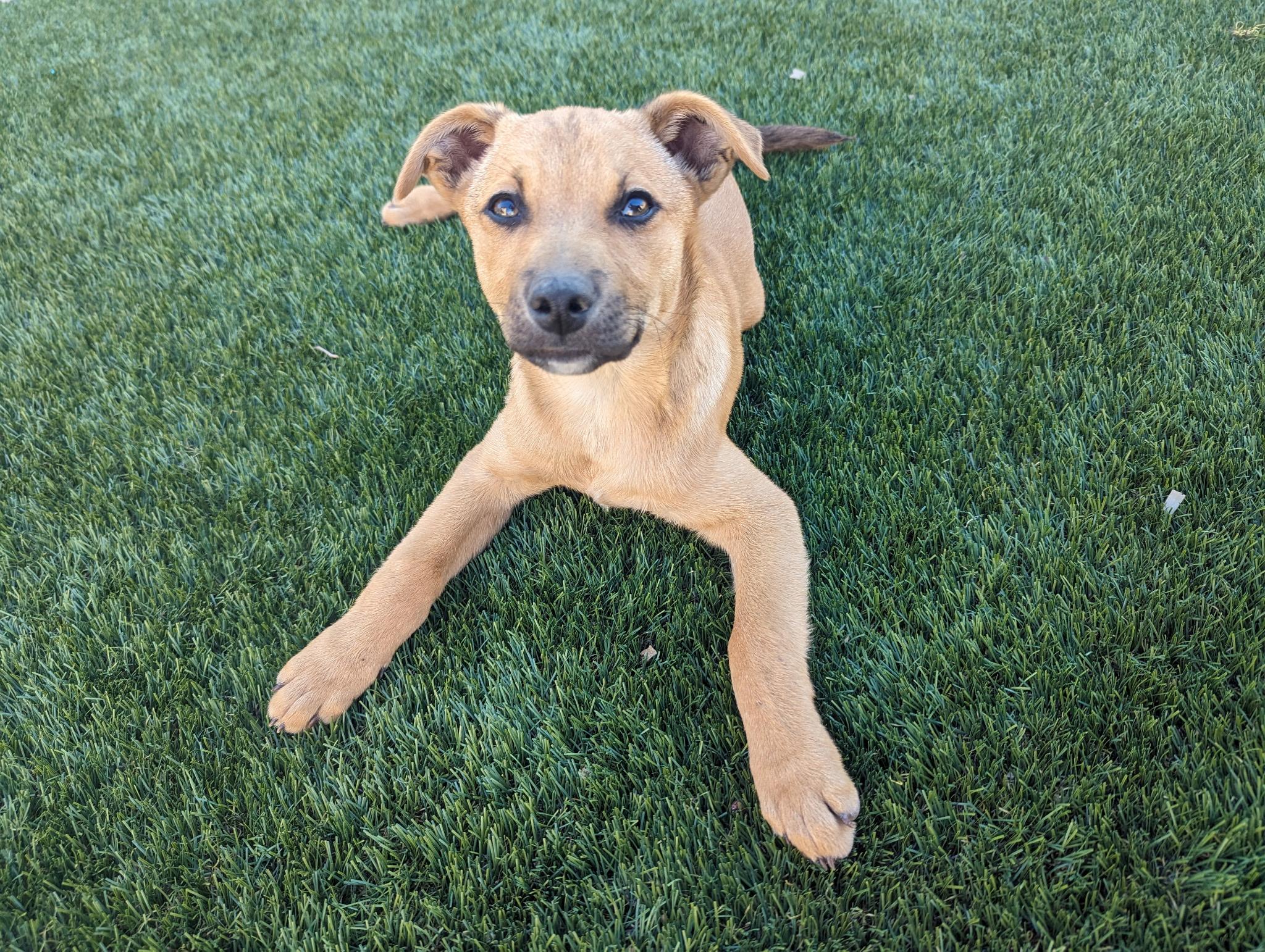 Enlarge Joey, a ADOPTABLE mixed breed in Peoria, AZ image 3/3
