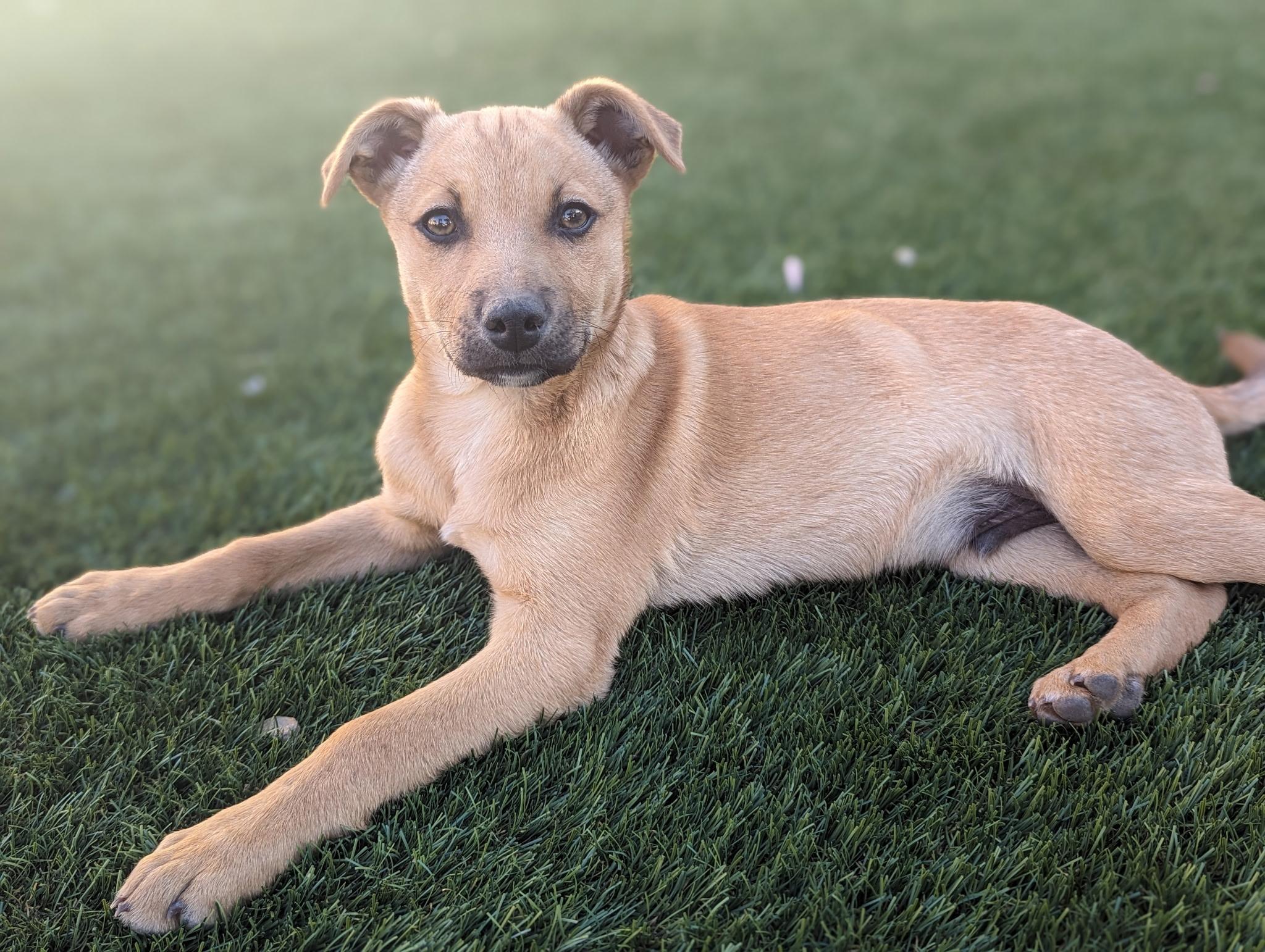 Joey, ADOPTABLE, Young Male German Shepherd Dog & Mixed Breed.