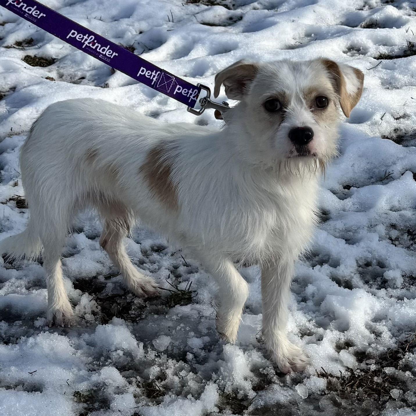 Bernard, Adoptable, Adult Male Terrier.