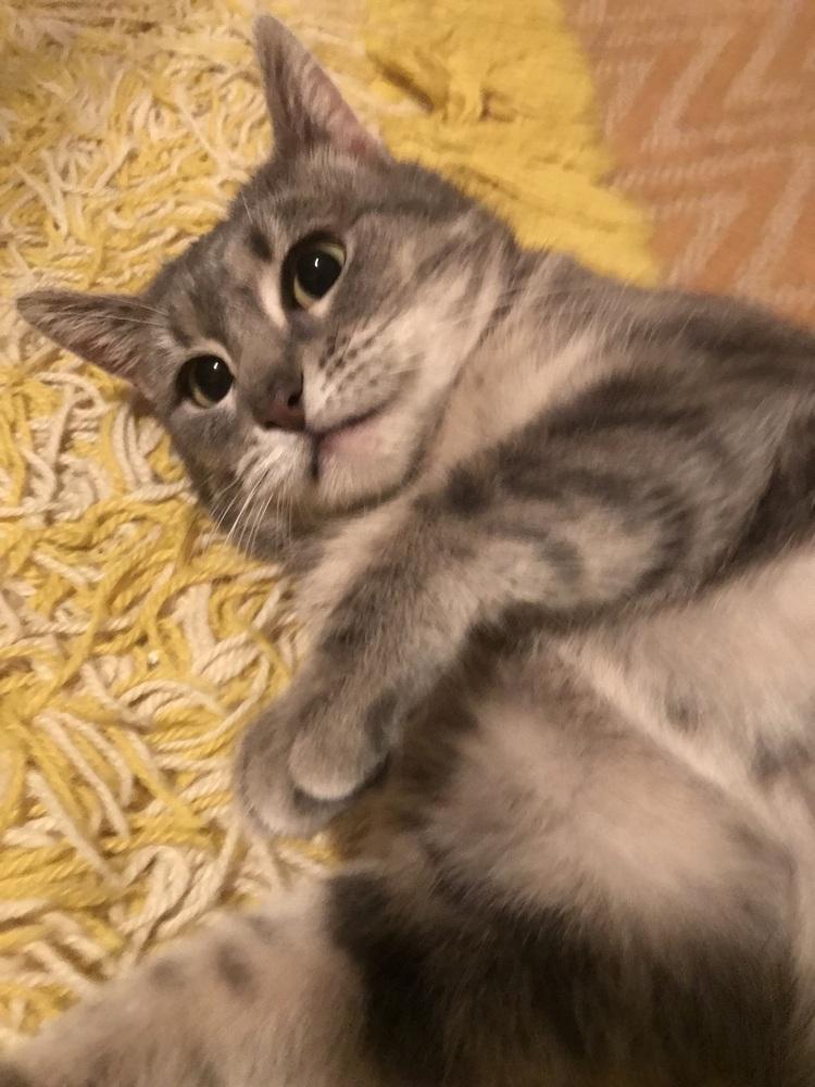 Greycie, Adoptable, Young Female Domestic Short Hair.