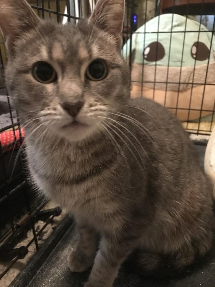 Enlarge Greycie, a Adoptable Domestic Short Hair in Cleveland, OH image 2/3
