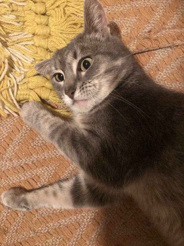 Enlarge Greycie, a Adoptable Domestic Short Hair in Cleveland, OH image 3/3