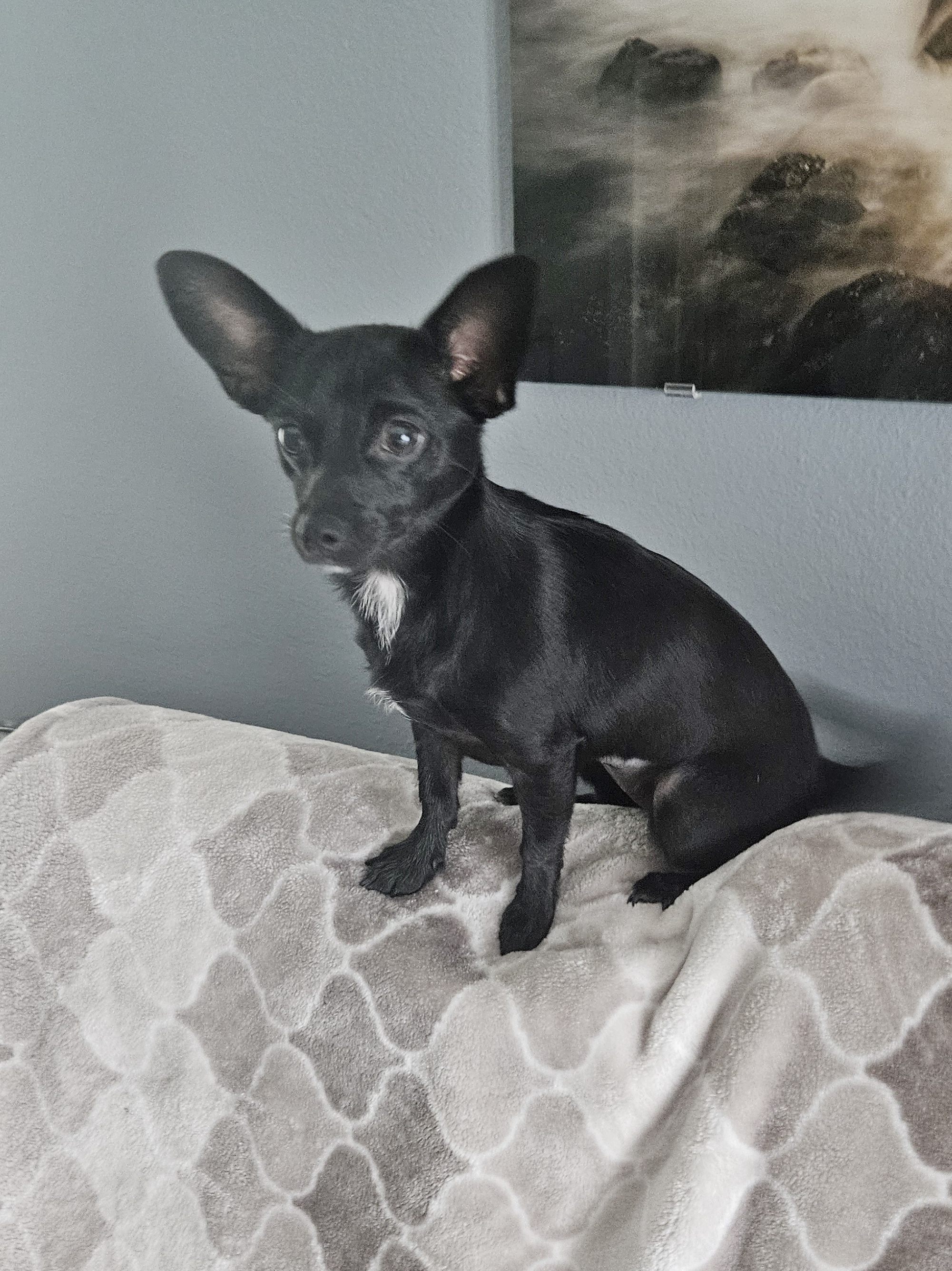 Gidget, Adopted, Young Female Chihuahua & Pomeranian.
