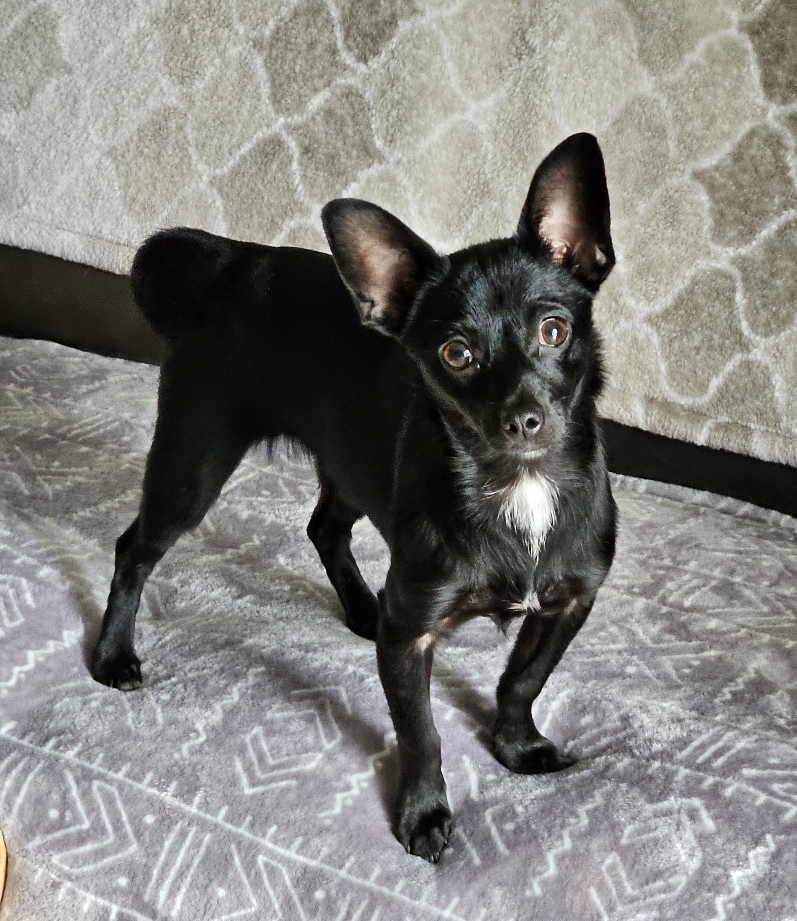 Enlarge Gidget, a Adopted mixed breed in Highlands, TX image 1/6