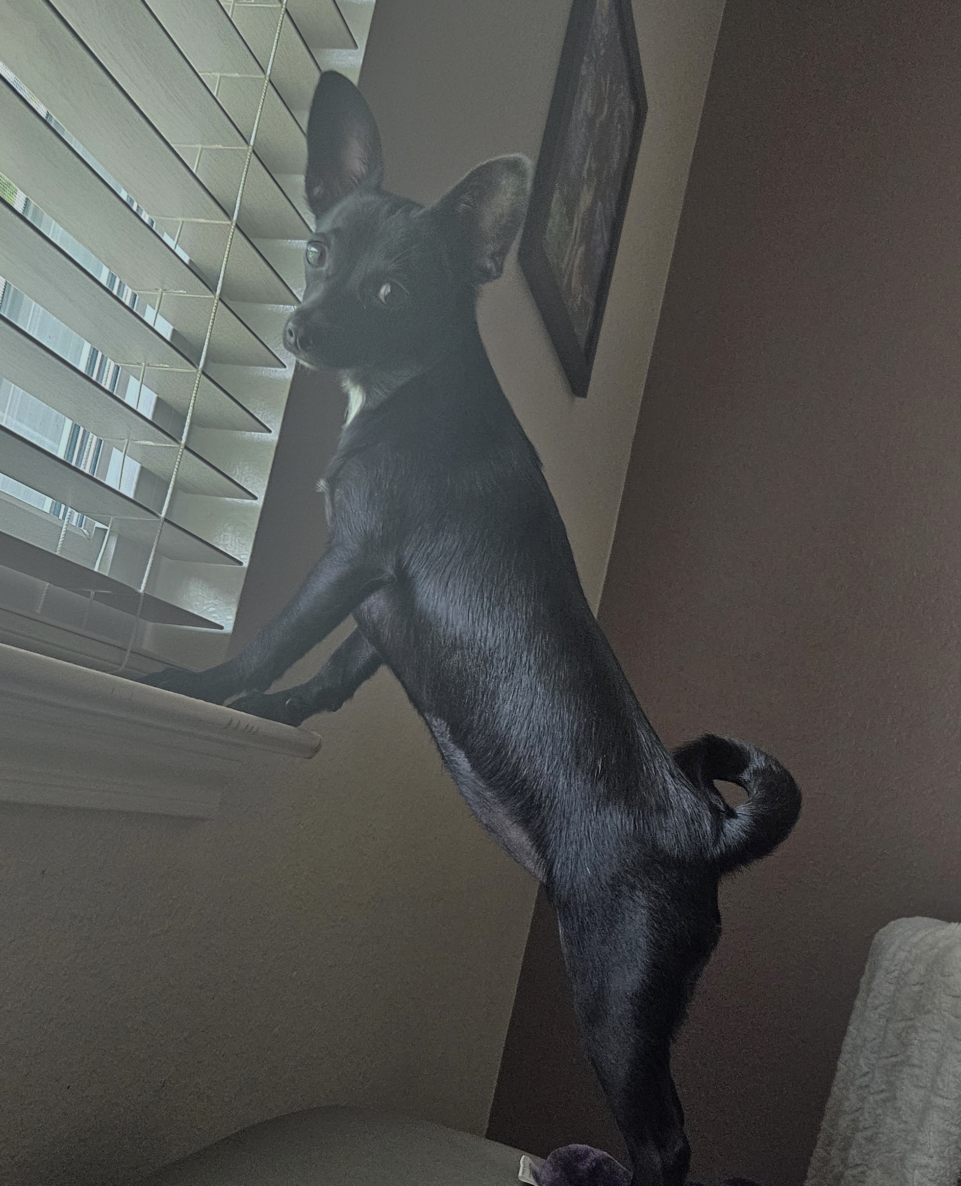 Enlarge Gidget, a Adopted mixed breed in Highlands, TX image 6/6