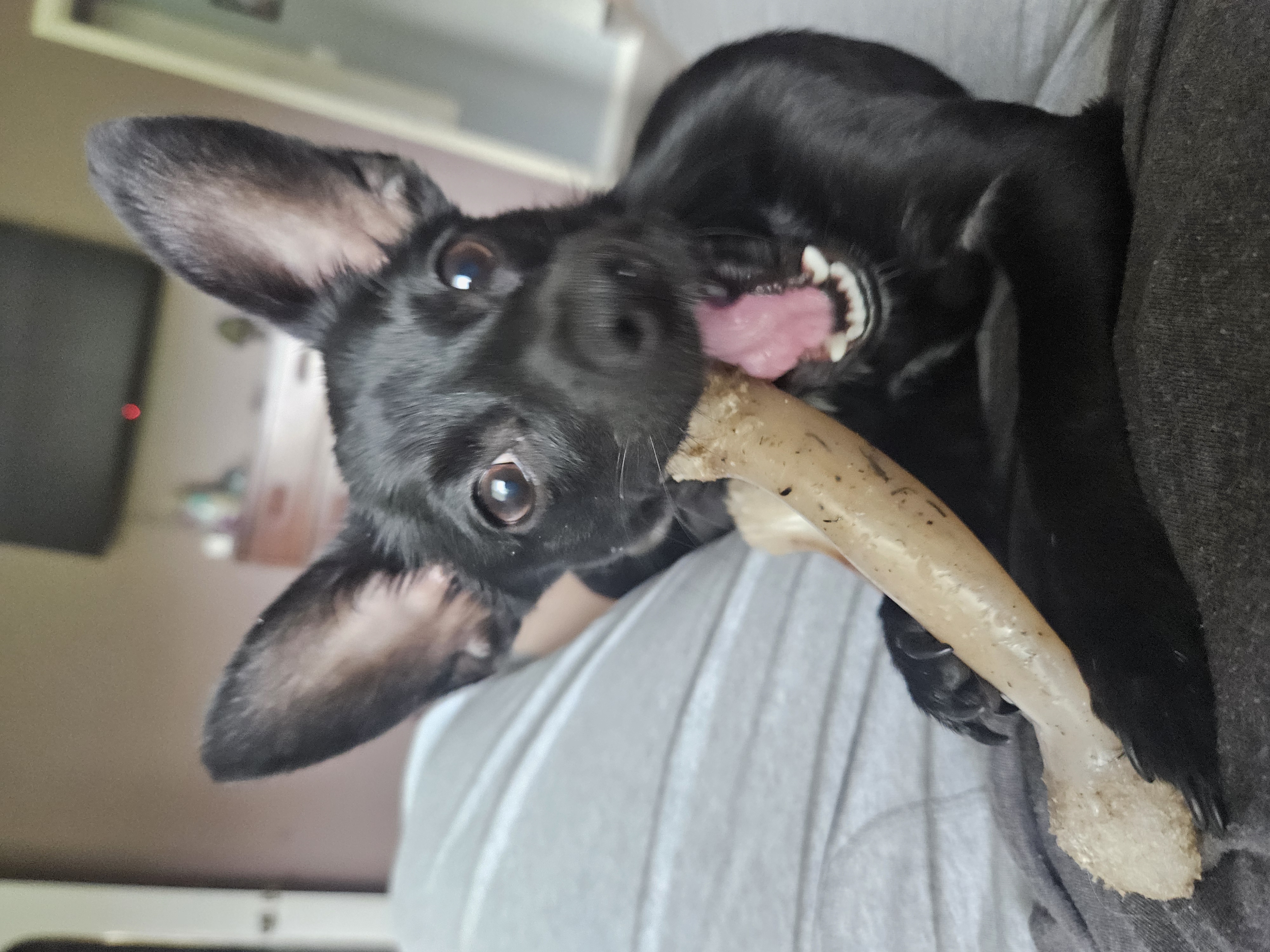 Enlarge Gidget, a Adopted mixed breed in Highlands, TX image 2/6