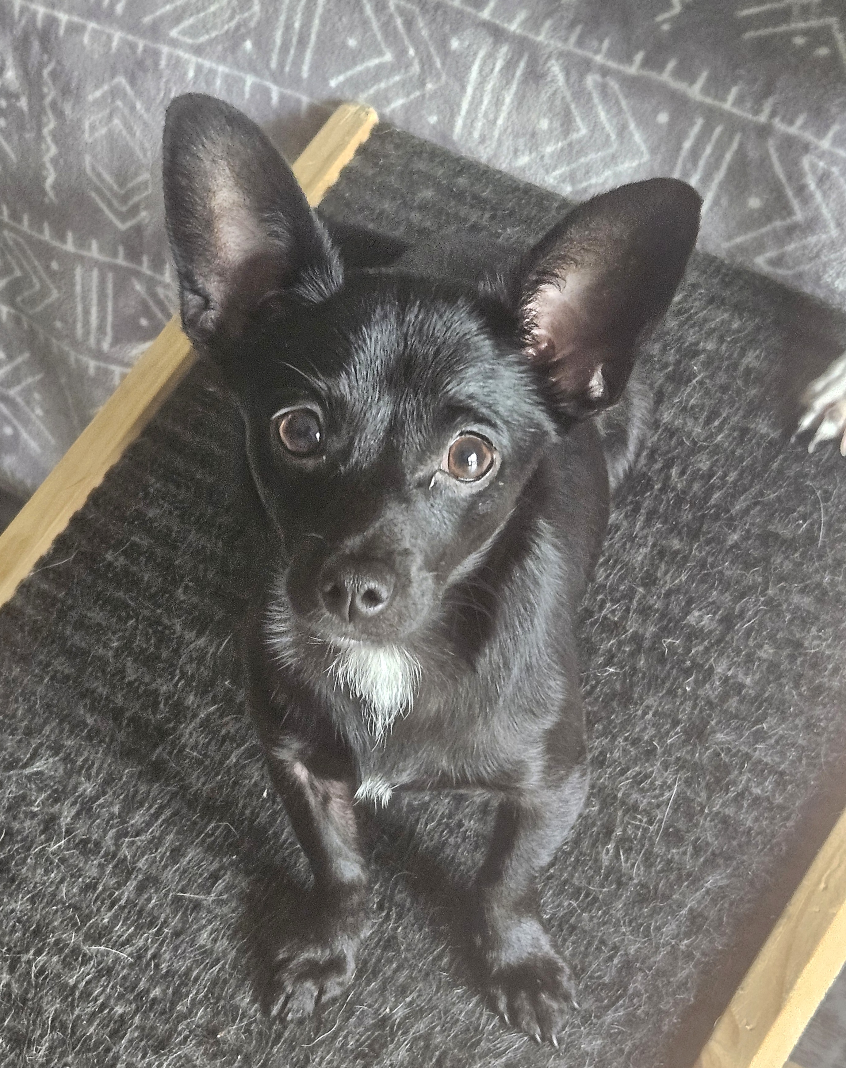 Enlarge Gidget, a Adopted mixed breed in Highlands, TX image 3/6