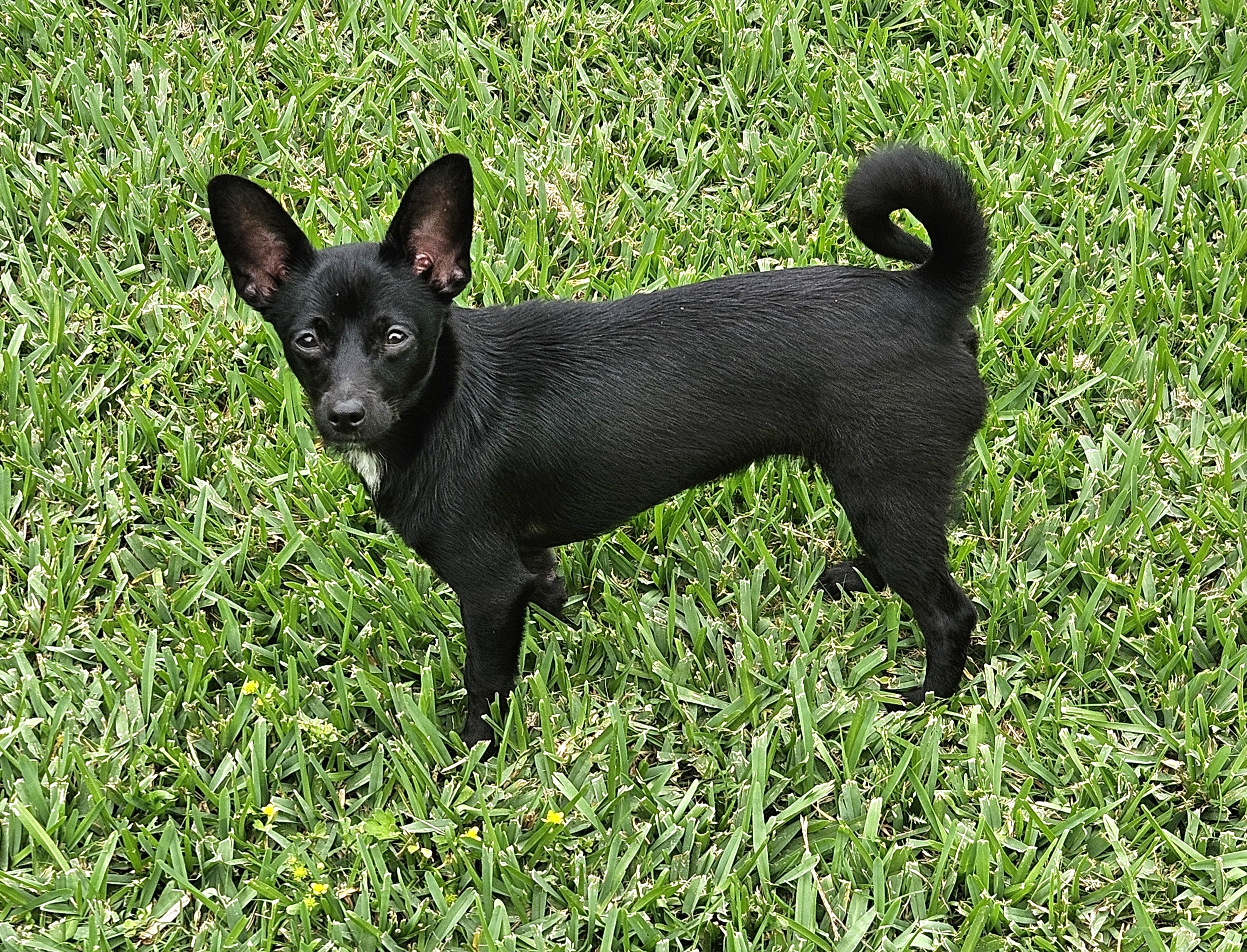 Enlarge Gidget, a Adopted mixed breed in Highlands, TX image 4/6