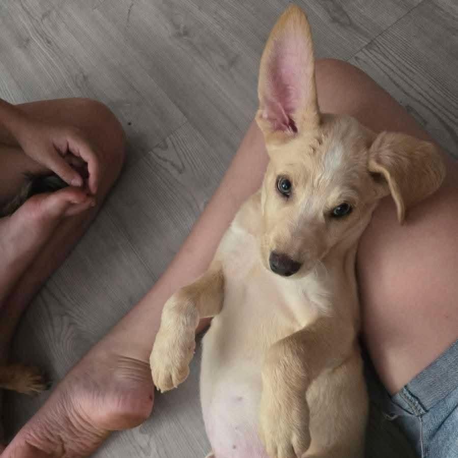 Almond, Adoptable, Puppy Male German Shepherd Dog & Mixed Breed.