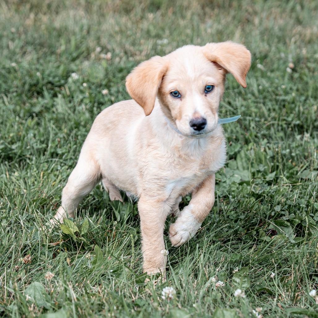Almond, a Adoptable mixed breed in Tomah, WI image 2/5