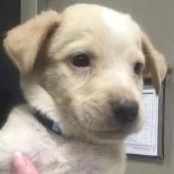 Almond, a Adoptable mixed breed in Tomah, WI image 3/5