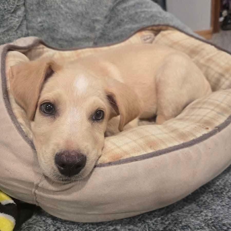 Almond, a Adoptable mixed breed in Tomah, WI image 4/5