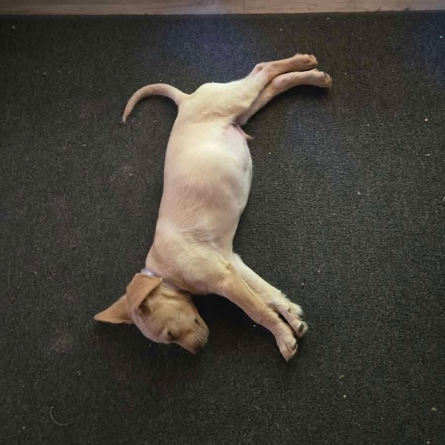 Almond, a Adoptable mixed breed in Tomah, WI image 5/5